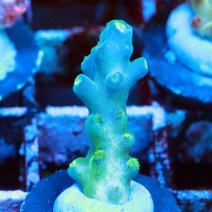 ReefGen Blueberry Fantasy