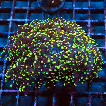 Rainbow Octospawn