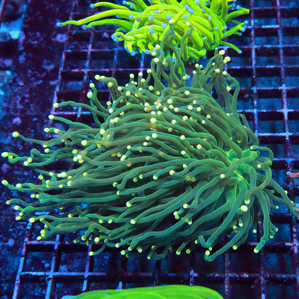POTO Aussie Yellow Tipped Torch
