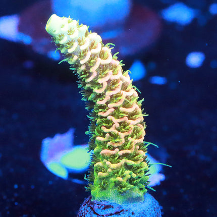 Jf Solar Flare