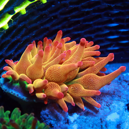 POTO Wild Flower Anemone