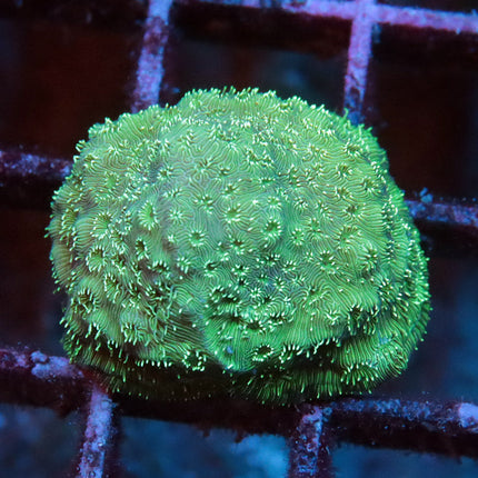 Minty Green Leptastrea