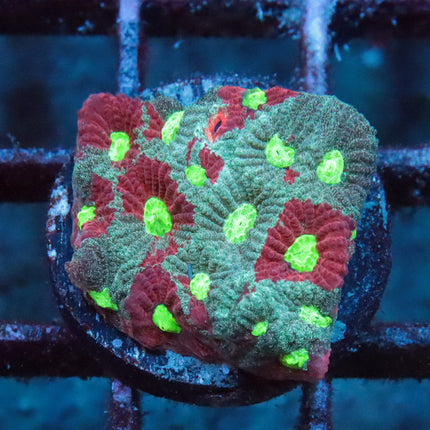 Splatter War Coral