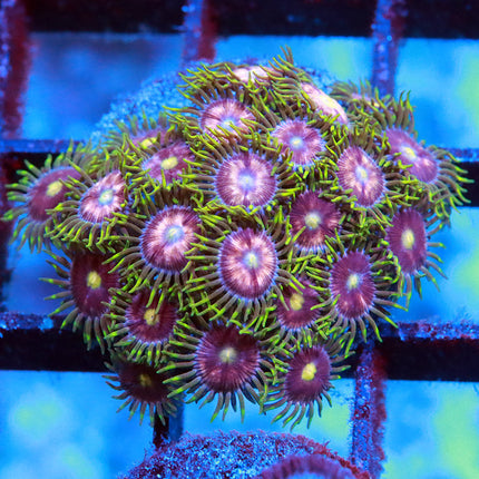 Laser Lemon Zoa