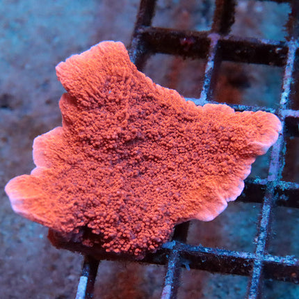 Red Hot Monti Cap
