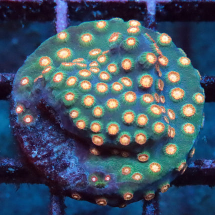 Twilight Cyphastrea