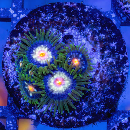 JF Star Glazer Zoa