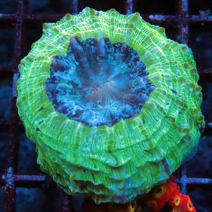 Green Eggs Acantho