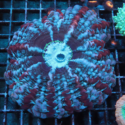 POTO Winter Wonderland Indophyllia