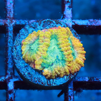 Yellow Submarine Favia