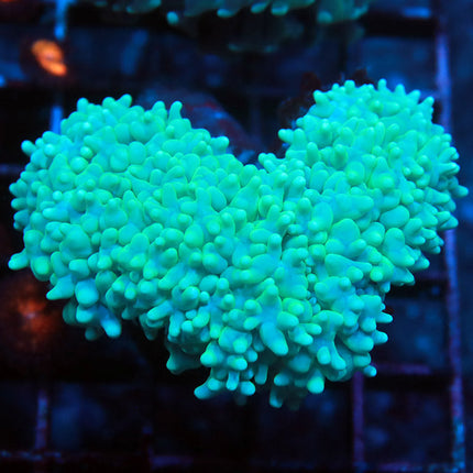 Teal Pearl Bubble Coral