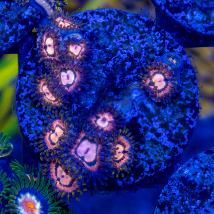 JKR Carb Nebula Paly