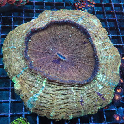 Golden Supreme Acantho (Show Size)