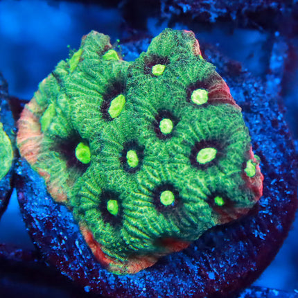 POTO Scarlet War Coral