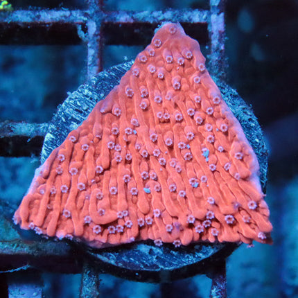 Pink Polyp Monti Cap