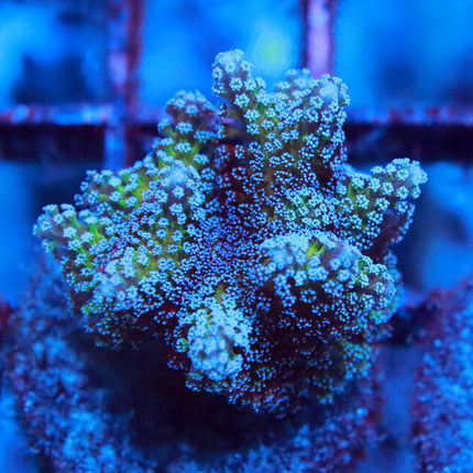 Blue Zing Birdsnest