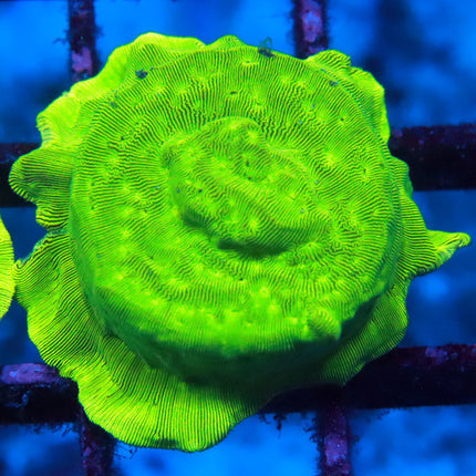 Hulk Lepto