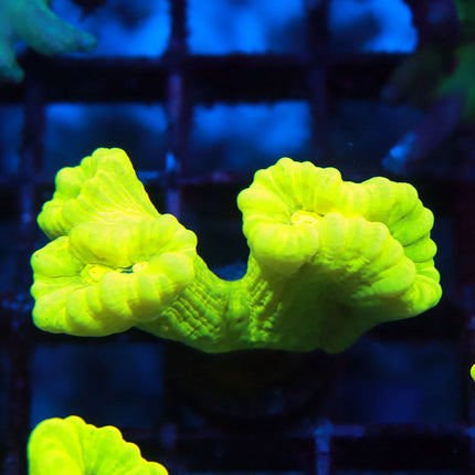 Neon Green Candy Cane
