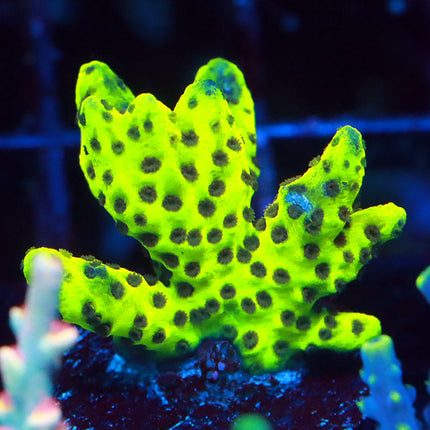 Neon Spongodes