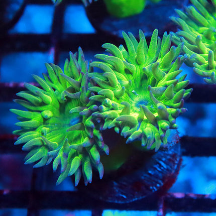 Neon Duncan Coral