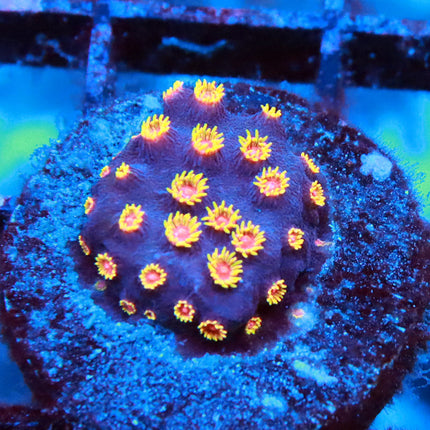 POTO Bizzaro Cyphastrea