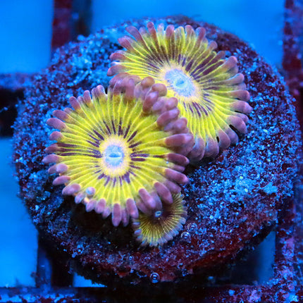 POTO Golden Eagle Eye Zoa
