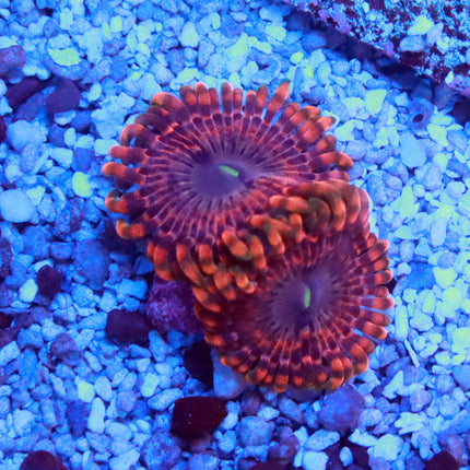 Fairy Farts Zoa