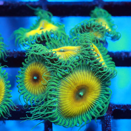 Jason Fox Captain Jerk Zoa