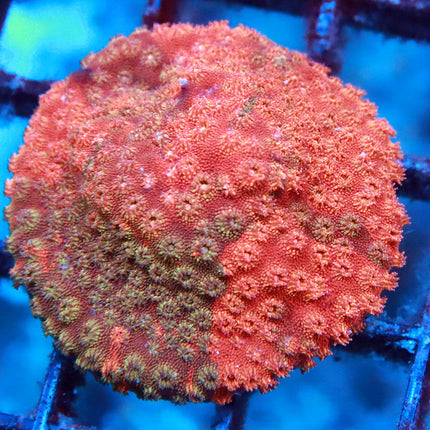 Raspberry Cyphastrea