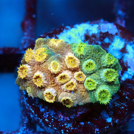 WWC Defcon Cyphastrea