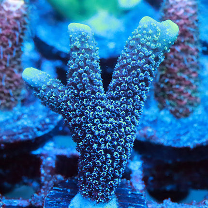 German Blue Digi