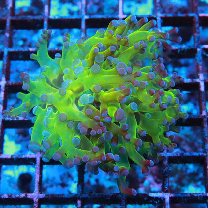 Bi-Color Frogspawn