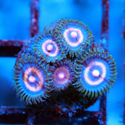Jason Fox Punch Drunk Zoa