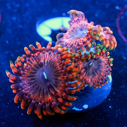 OG Fairy Farts Zoa