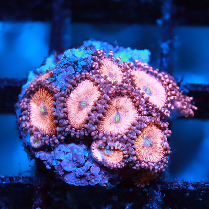 POTO Pink Blossom Zoa