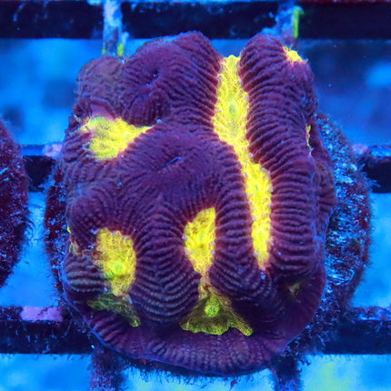POTO Rainbow Passion Fruit Platygra
