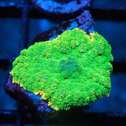 POTO Sunrise Mushroom