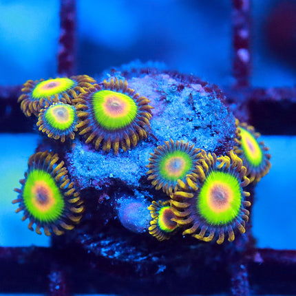Rasta Zoanthids