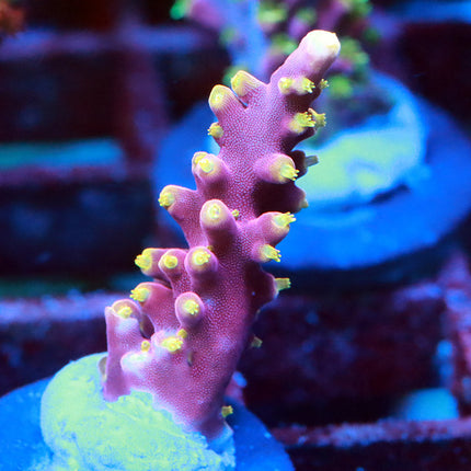 WWC Little Red Ferarri