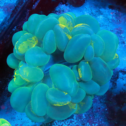 Blue Splatter Bubble Coral
