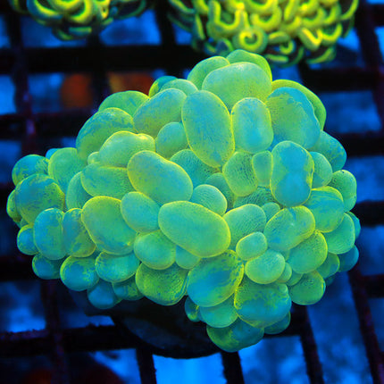 Glowstick Bubble Coral