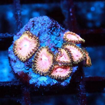 Pink Diamond Zoa