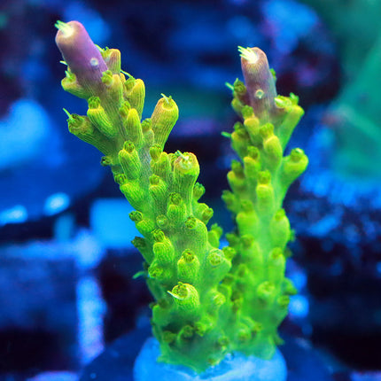 Paletta's Pink Tip