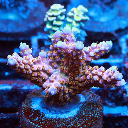 ARC Firework Chunky
