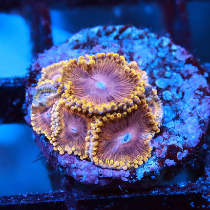 Scarface Zoa
