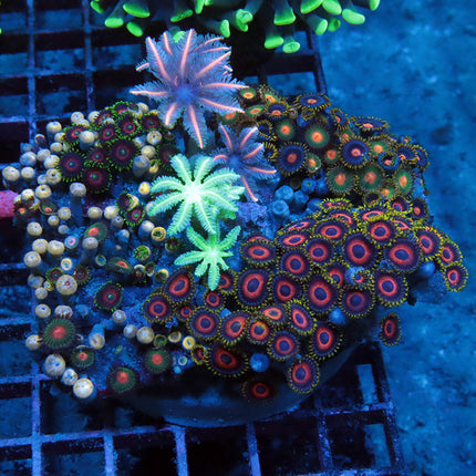 Ultra Mixed reef