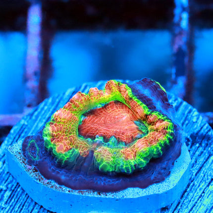 Jawbreaker Acan