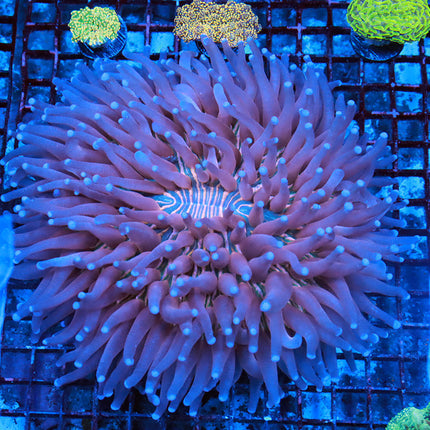 Rare Pink Hellio Fungia (Show Size)
