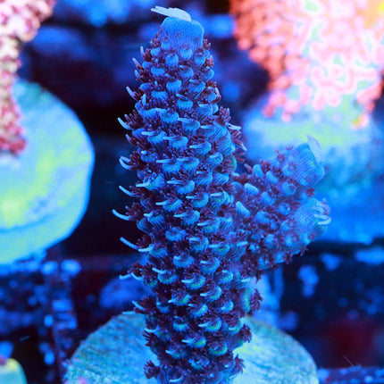 Raising Reef Blue Flame
