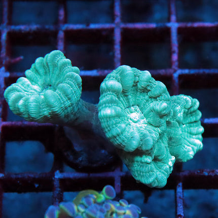 Teal Candy Cane